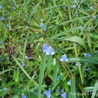 Cyanotis axillaris (L.) D.Don ex Sweet